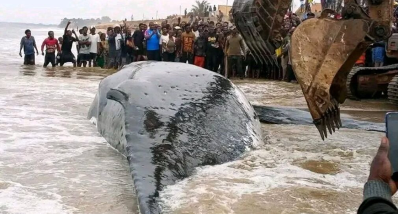 Muanda : la mort d’une baleine échouée révèle les faiblesses...